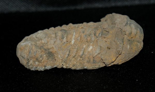 Trilobit Calymene